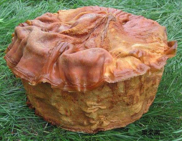 女记者肉灵芝