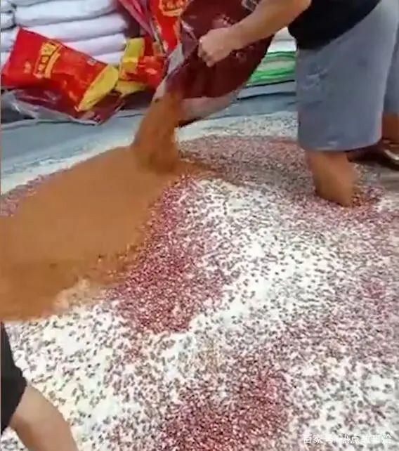 玉米男孩芝麻女孩