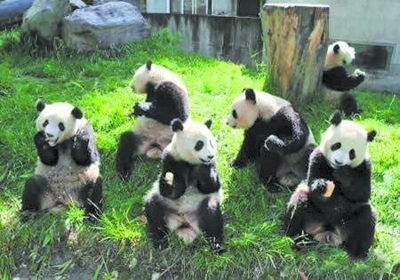 史上最寥寂熊猫