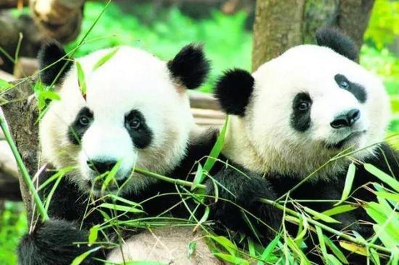 史上最寥寂熊猫