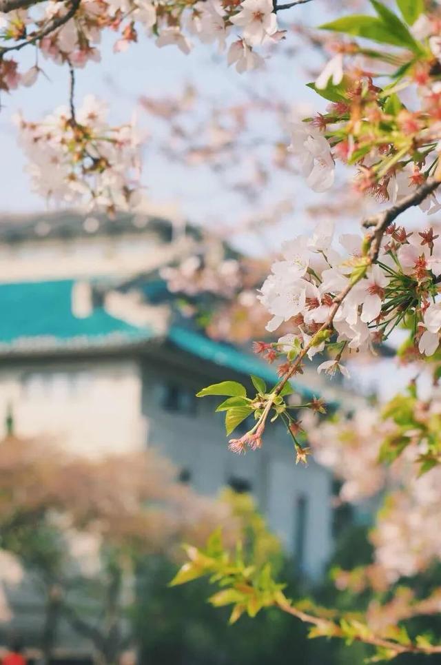武大樱花女神