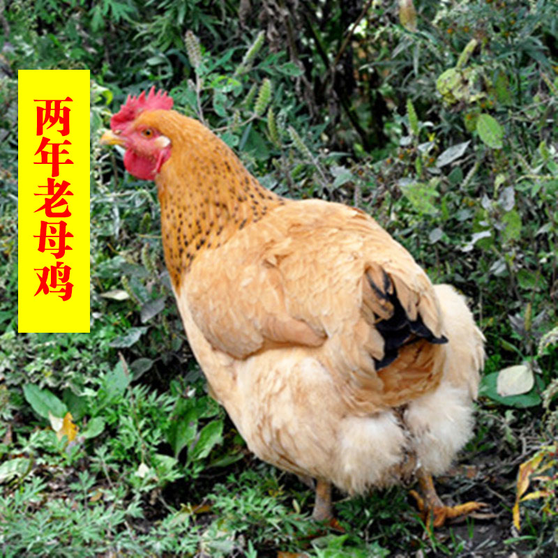 草鸡男
