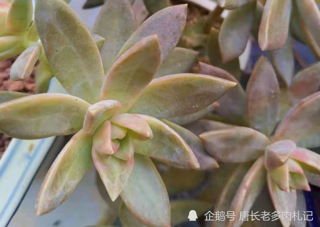 多肉质量好的现言