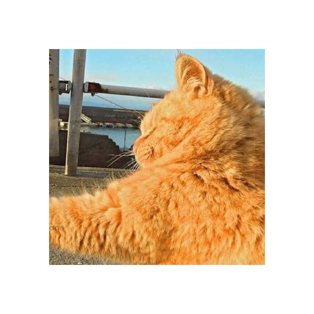高扬一莎