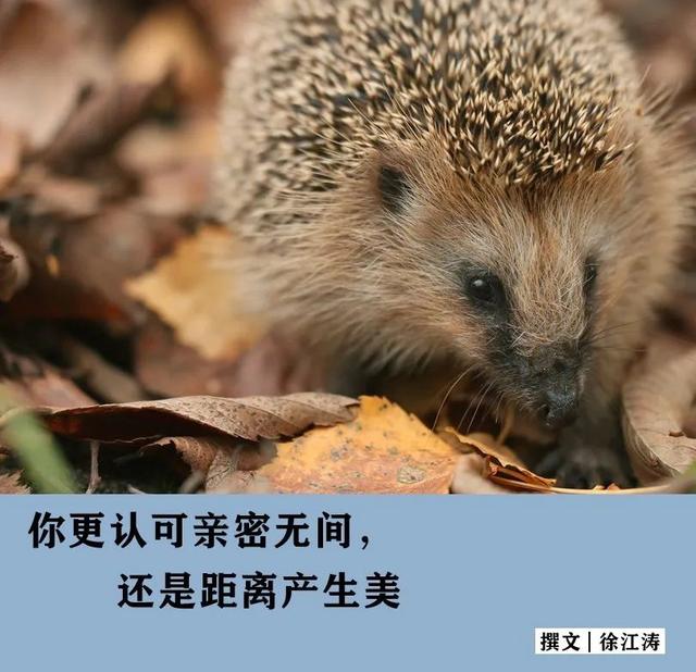 刺猬效应歌词