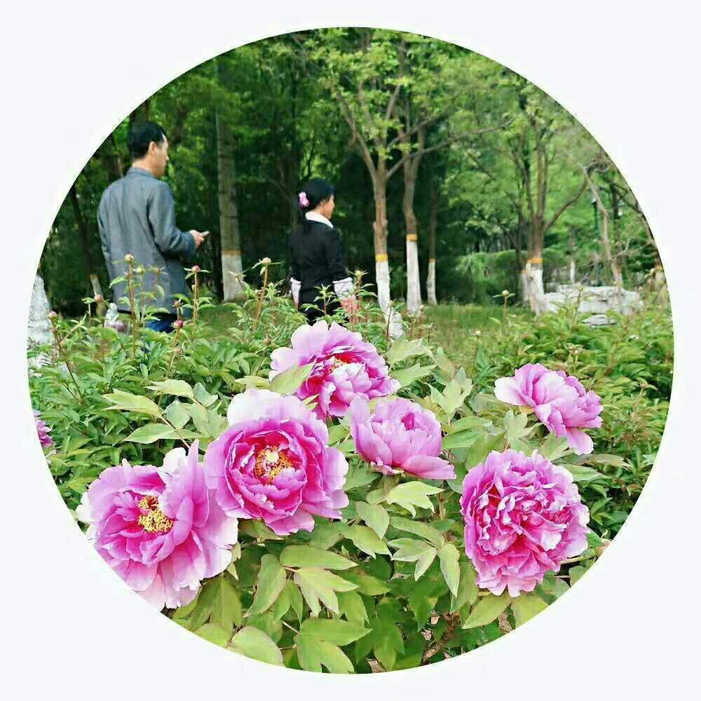 强心脏100817