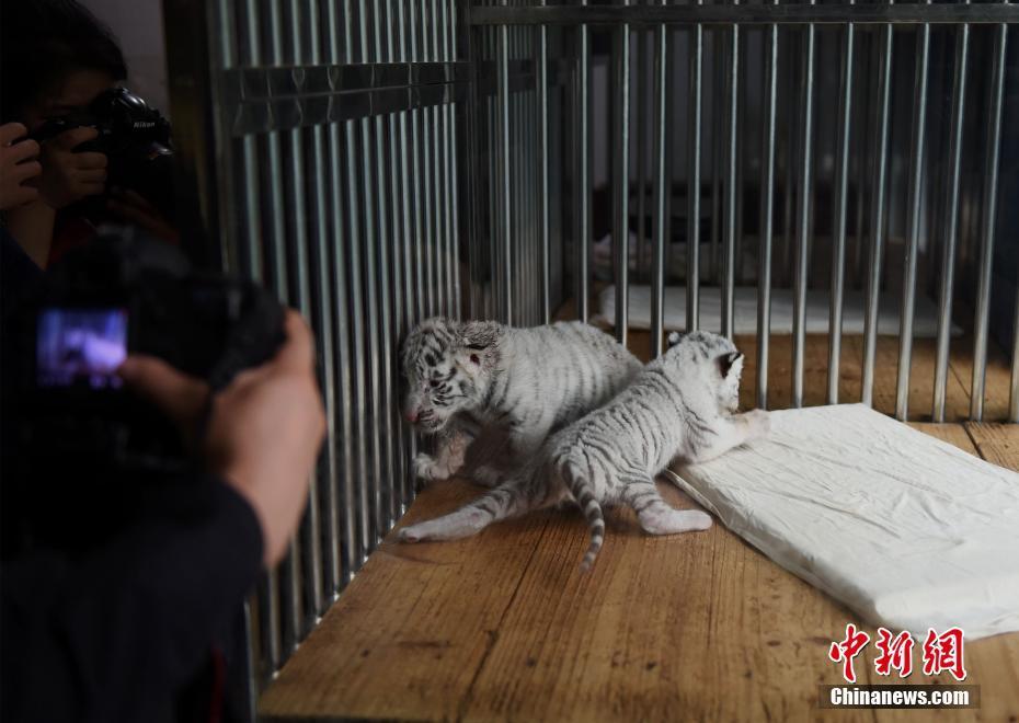 孟加拉白虎产4仔1只没墨了