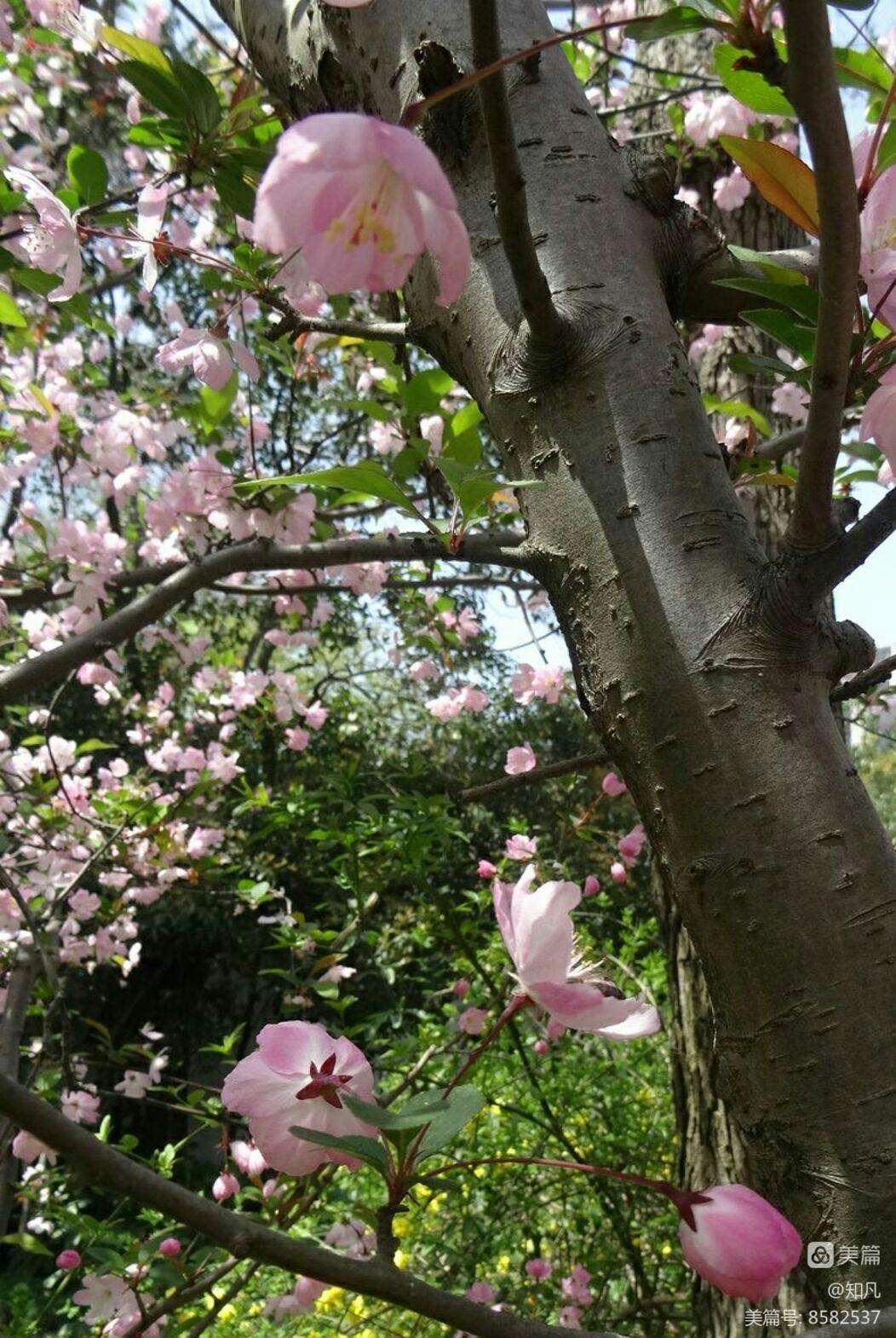 花木扶疏什么意思