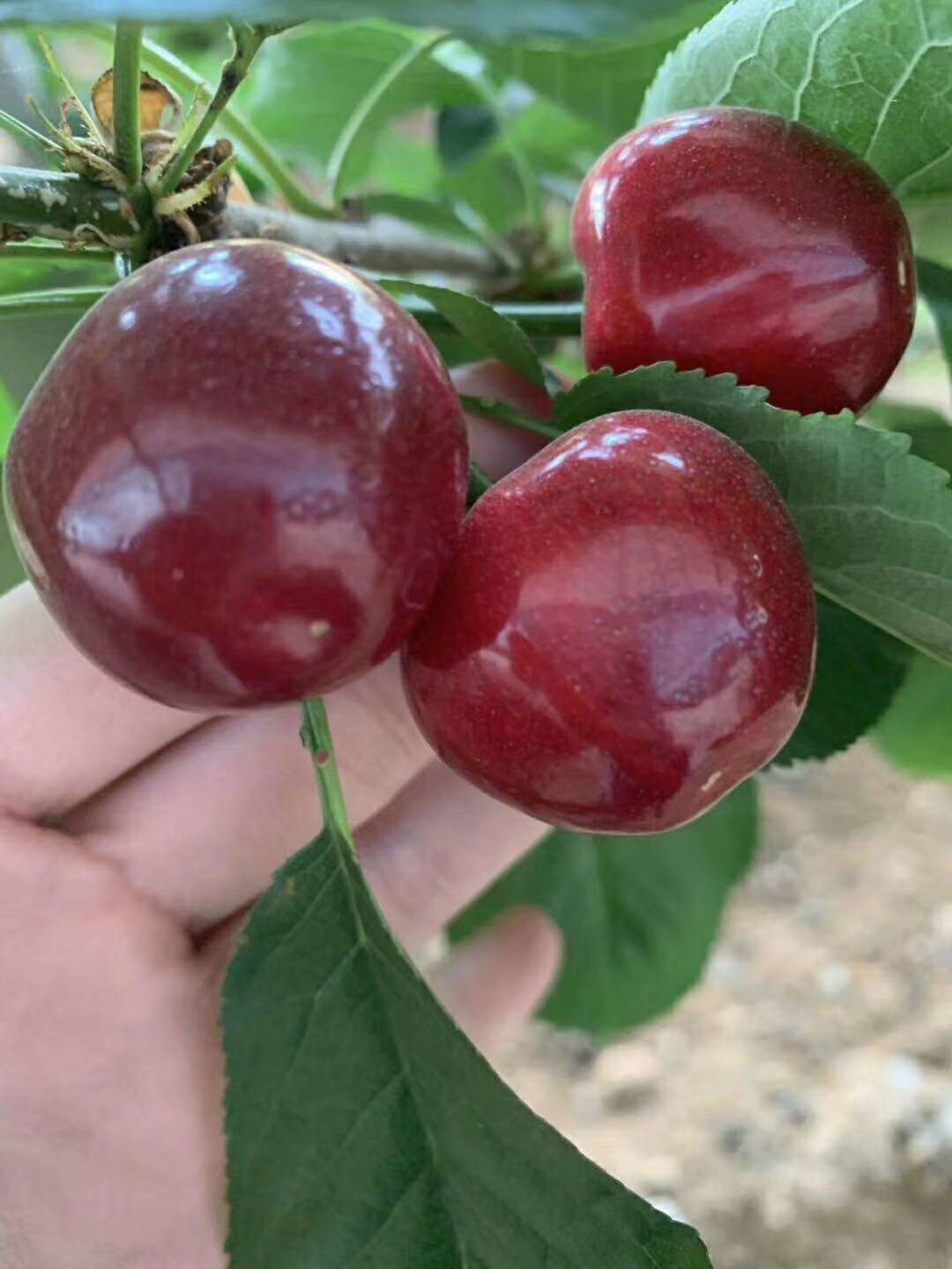 樱桃大广播