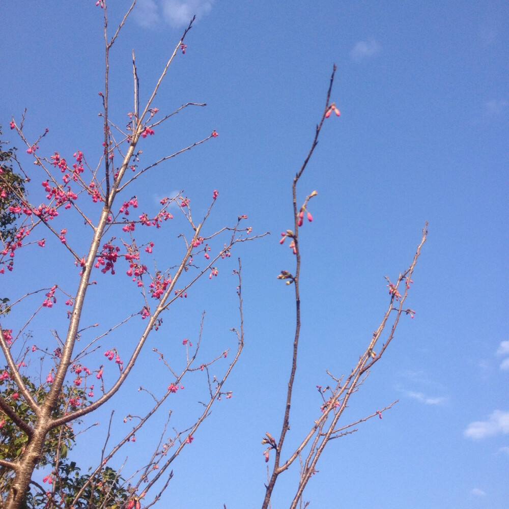 那些花儿王菲