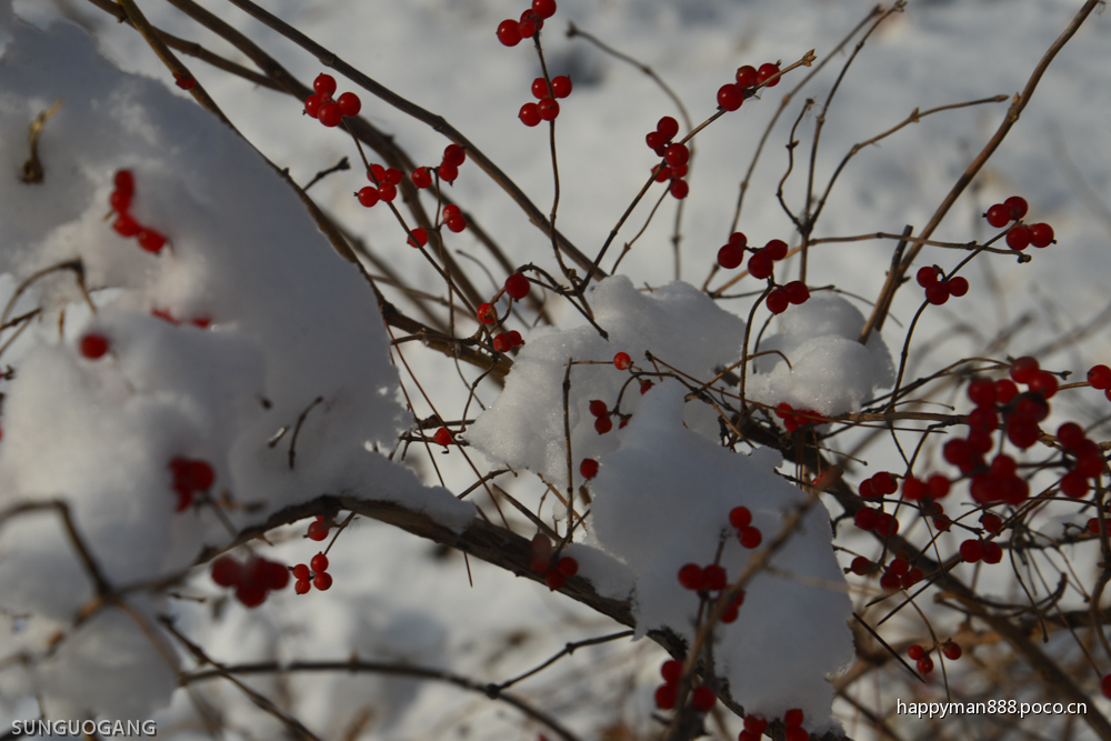 那不是雪中红歌词
