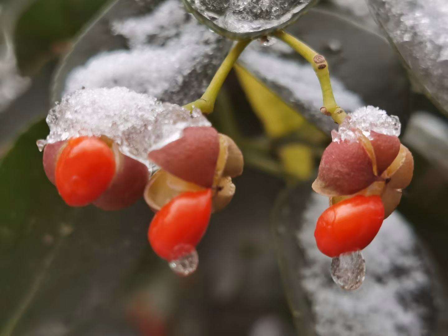 那不是雪中红歌词