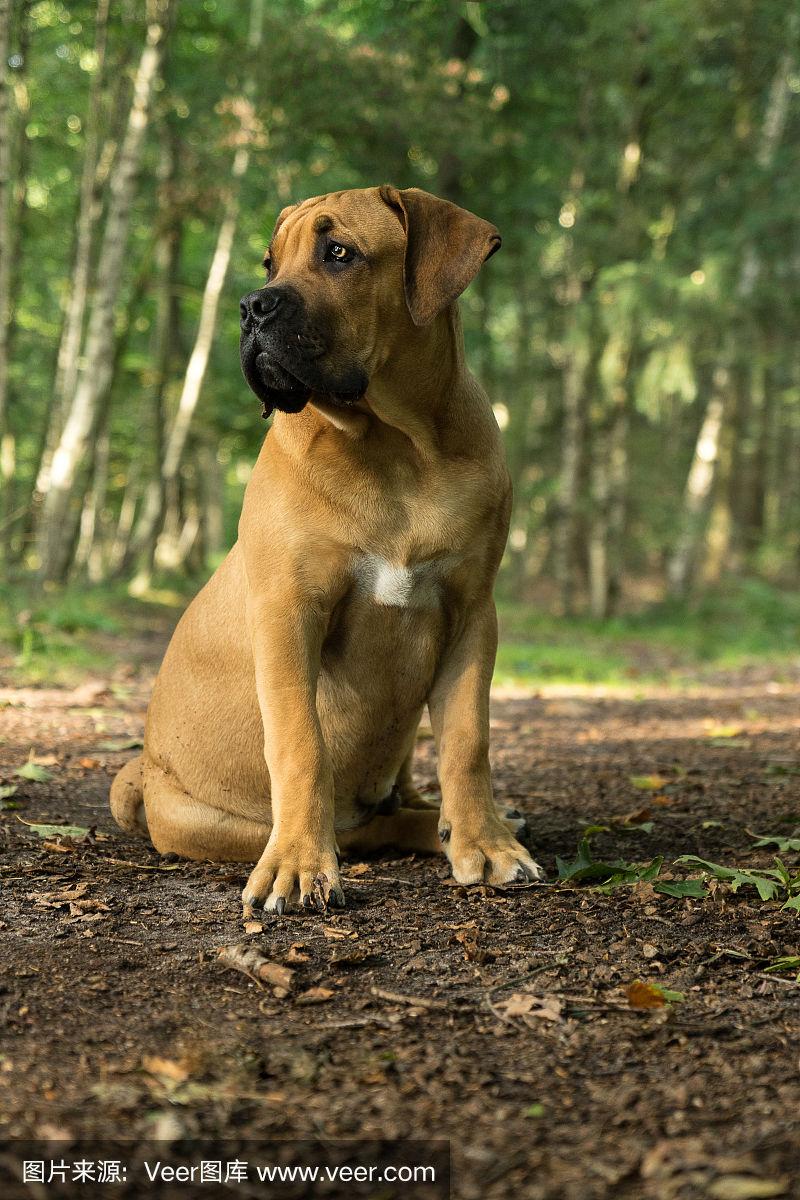 棒棒糖獒犬
