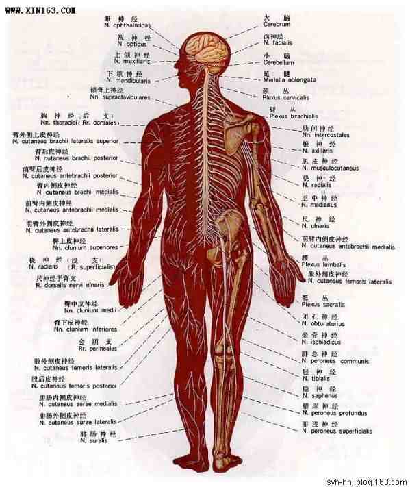 人体内脏构造平面图 人体内脏构造平面图