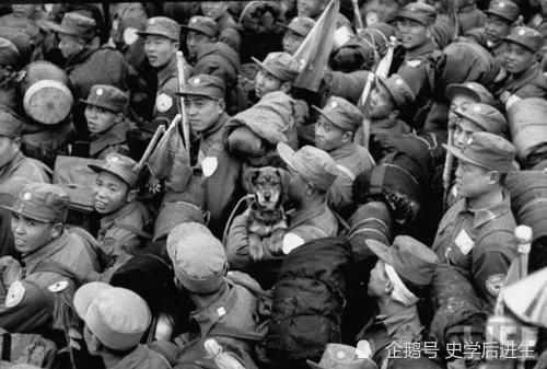 《狗仔战俘》 《狗仔战俘》