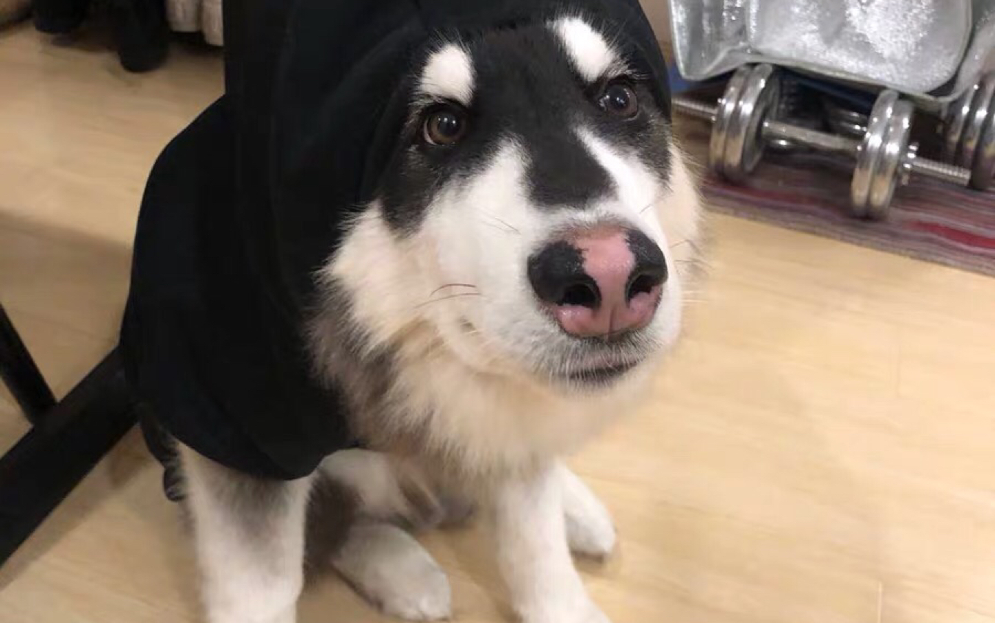 成都尼哥