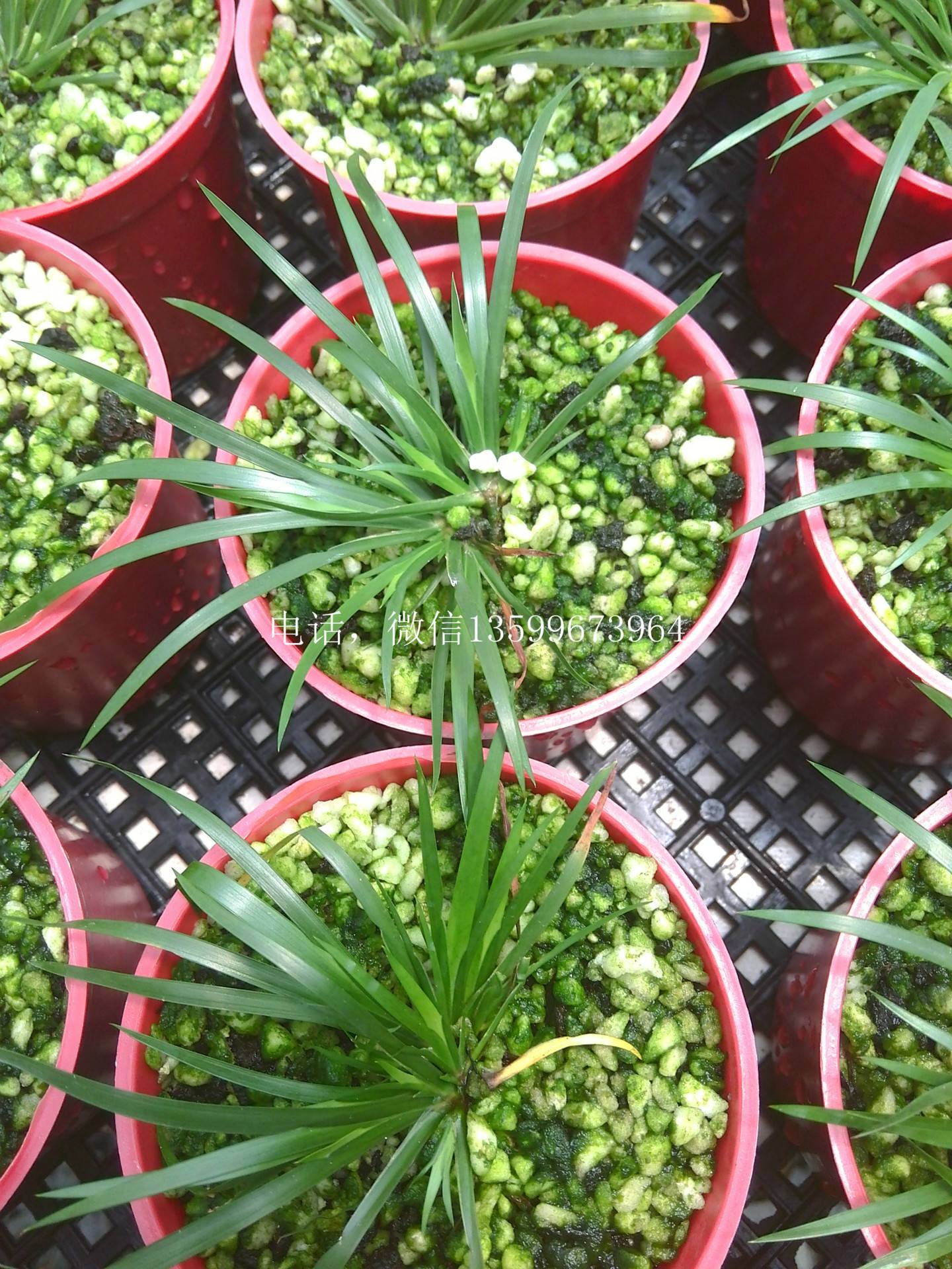 强心脏110426的复杂引见