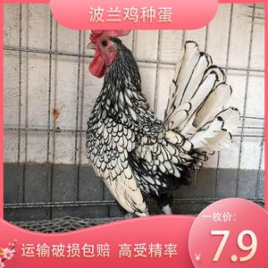关于强心脏120501的信息