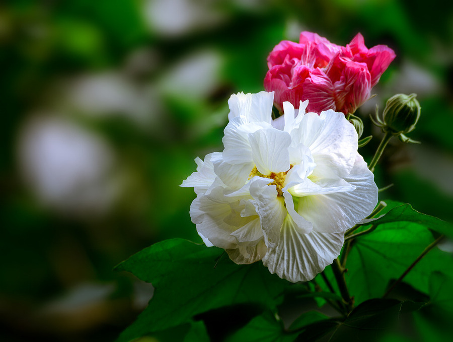 倚天屠龙记之芙蓉花开