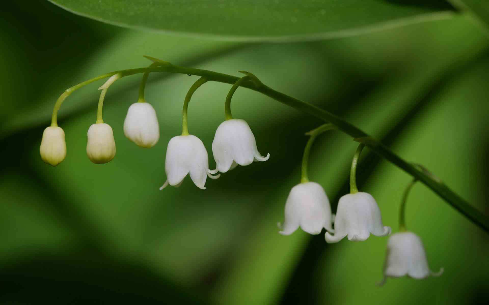 铃兰一中