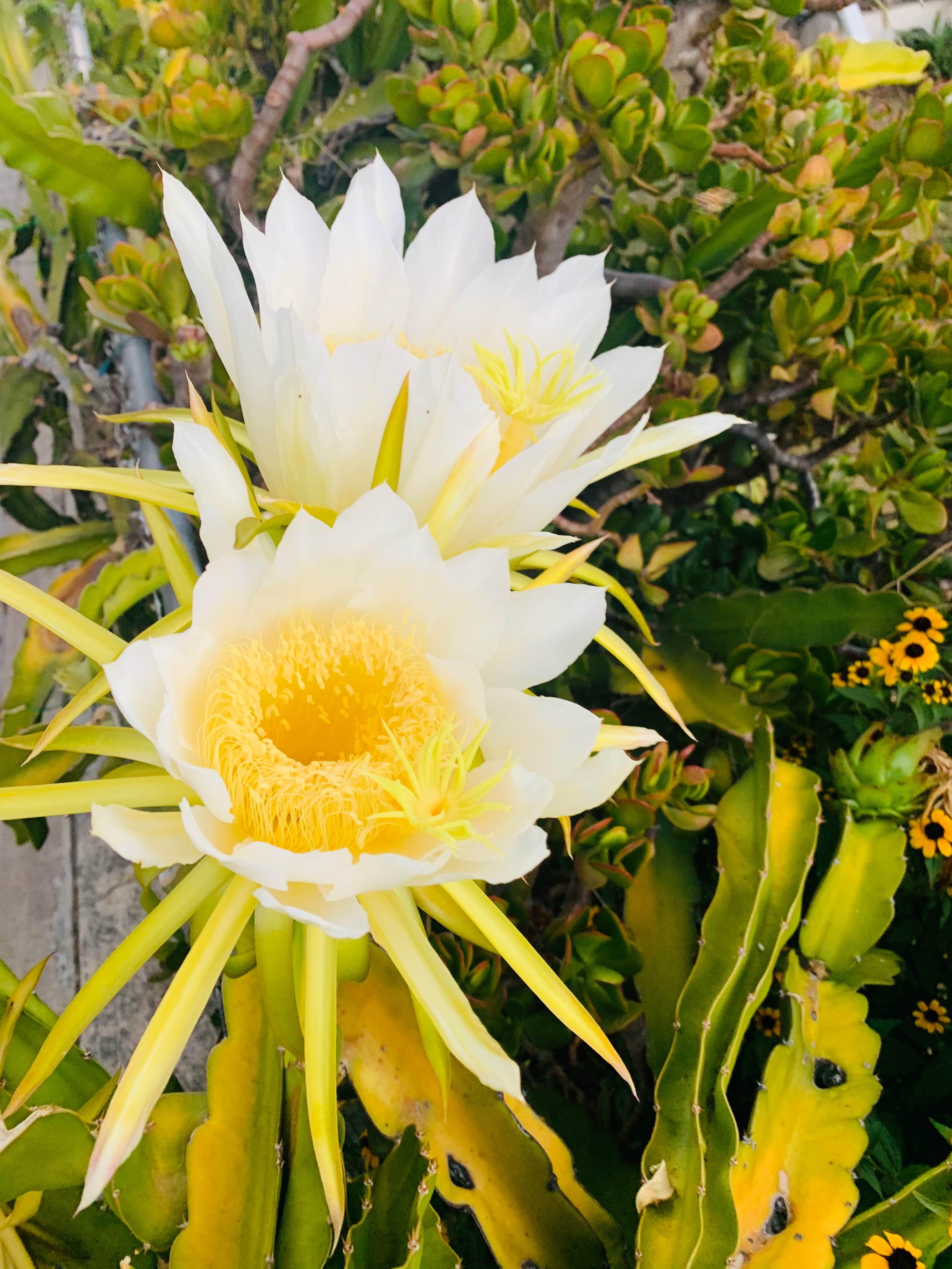 横冲直撞霸王花