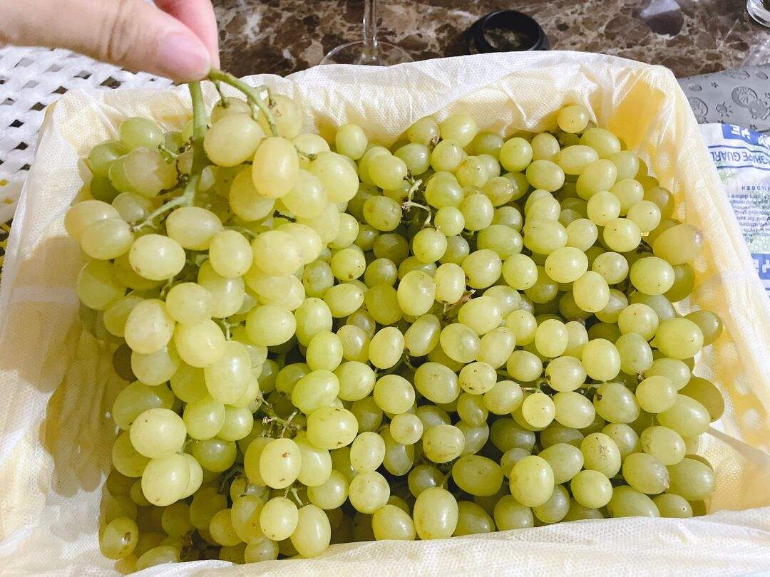 小葡萄高兴大本营