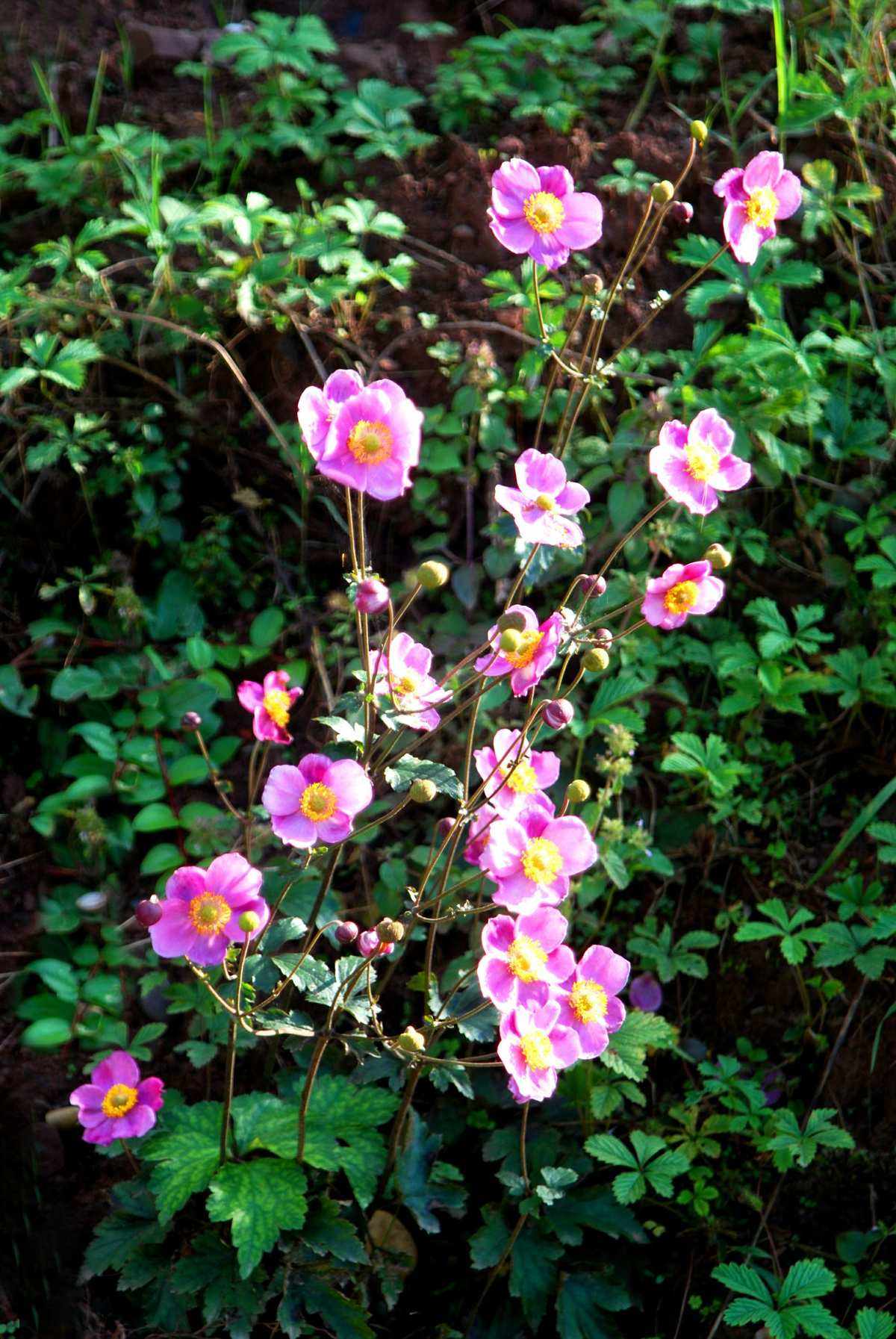 花花