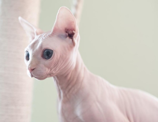 霍思燕家的猫 霍思燕家的猫叫什么 