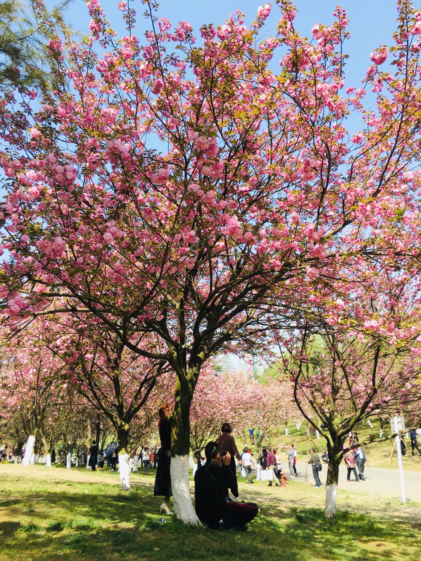成都樱花节 成都樱花节图片 成都樱花节 成都樱花节图片