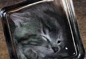 盆景猫 盆景猫事件 