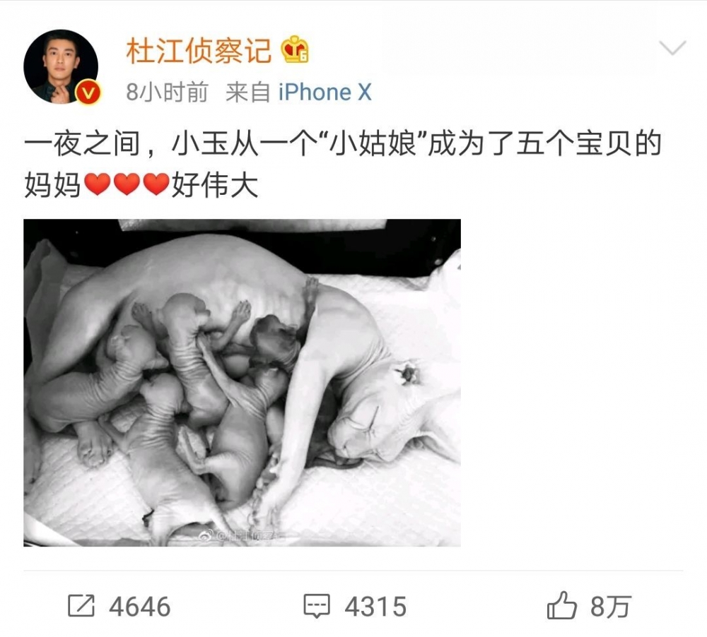霍思燕生子 霍思燕生子电视剧