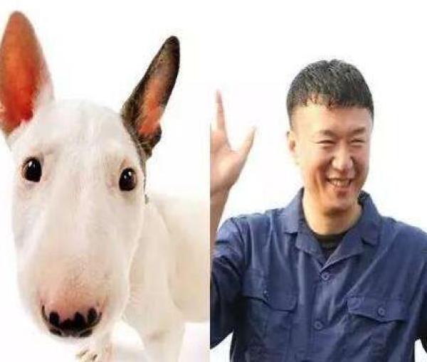 牛头梗孙红雷 孙红雷牛头梗犬 牛头梗孙红雷 孙红雷牛头梗犬