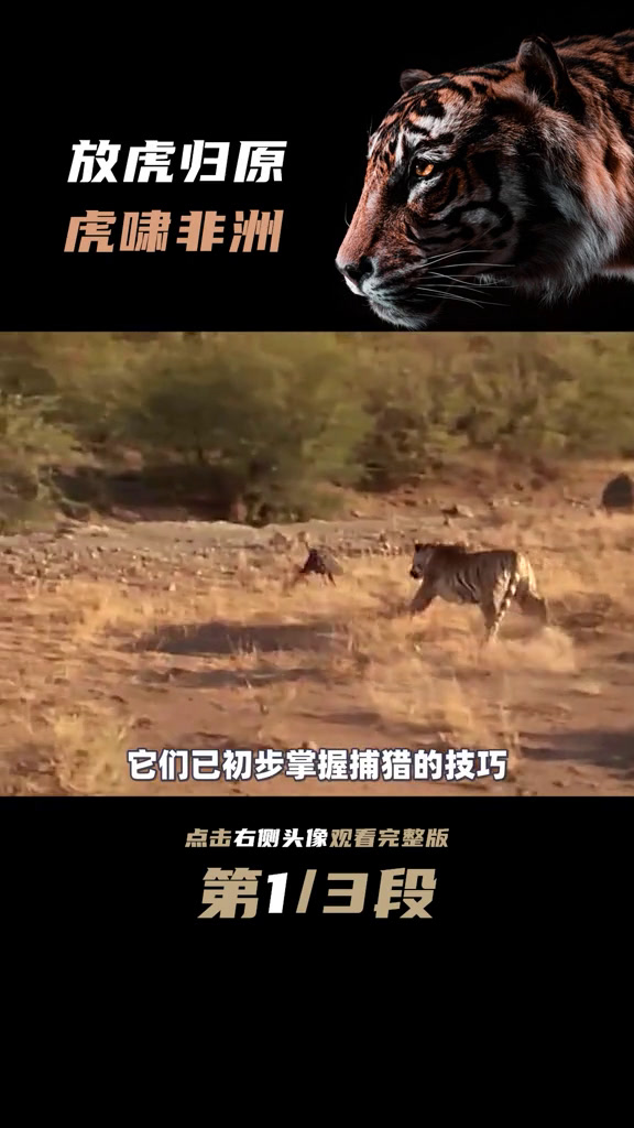 非洲虎啸2 非洲虎啸中杀狮子视频 