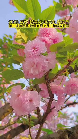 成都樱花节 成都樱花节是几月几日