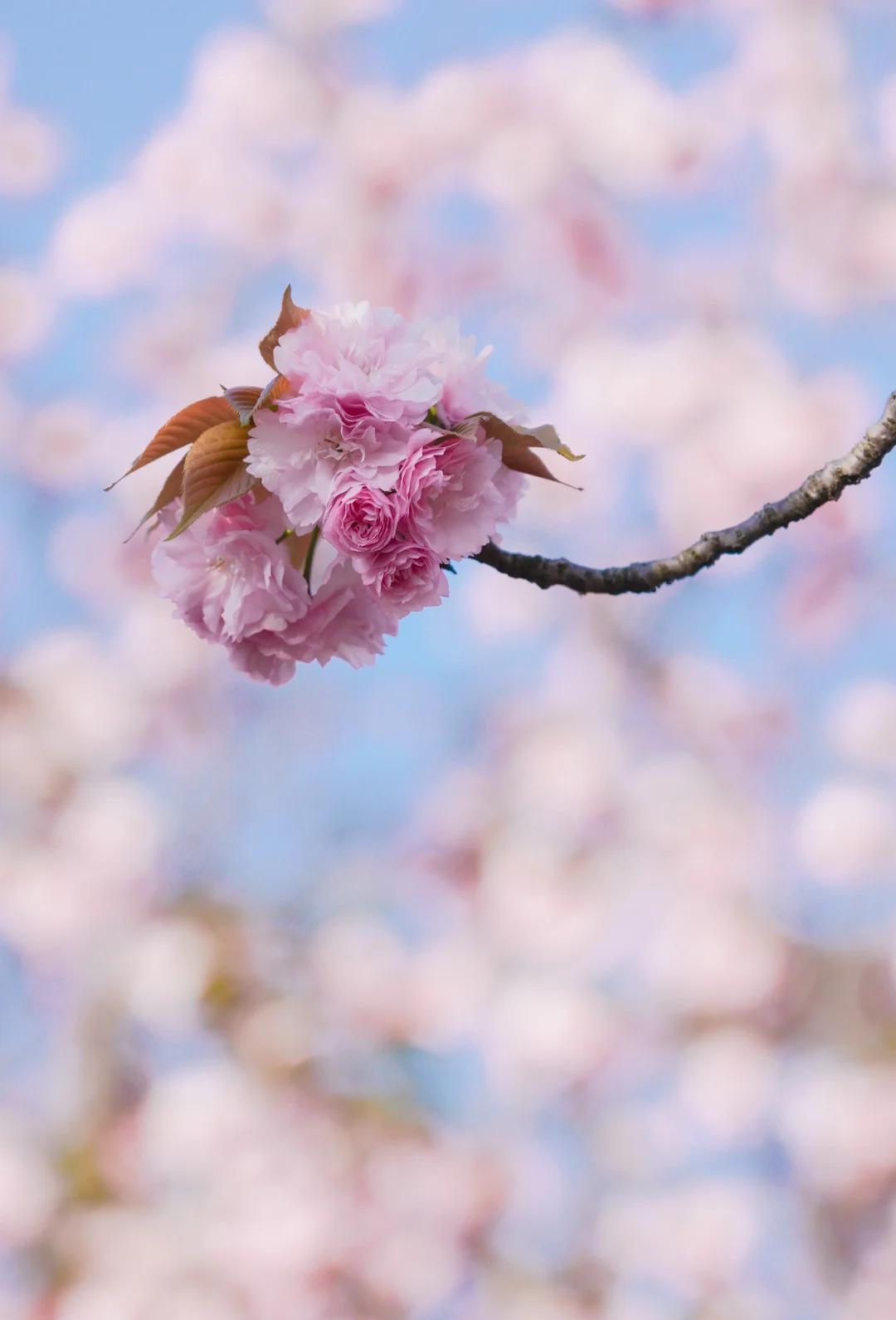 成都樱花节 成都樱花节是几月几日 