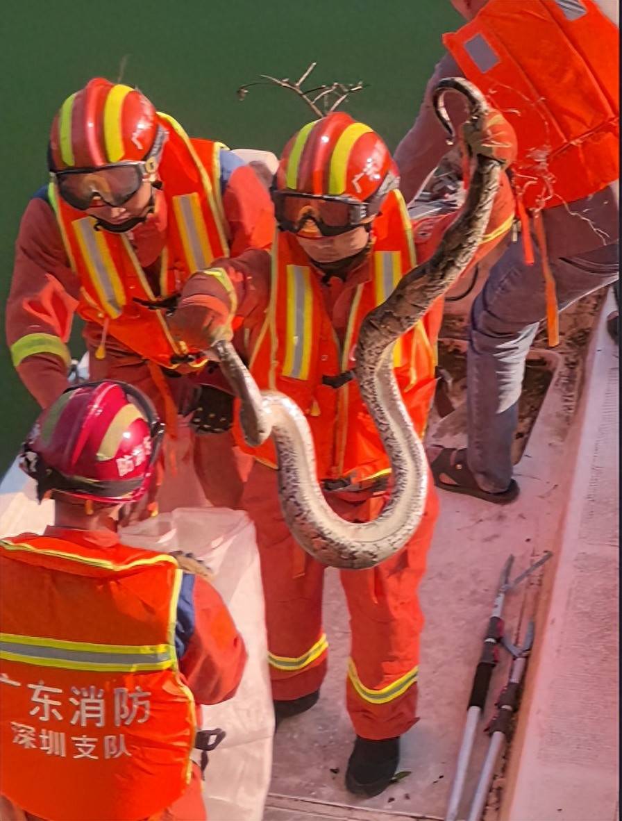 挖机挖出大蛇 挖机挖出大蛇什么意思 挖机挖出大蛇 挖机挖出大蛇什么意思