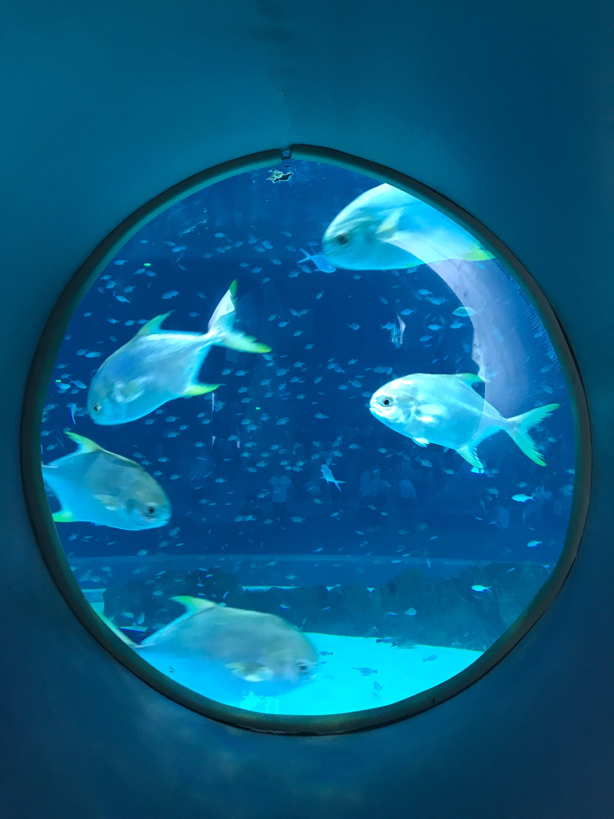 我心似海洋歌词 我心似海洋歌词意思 