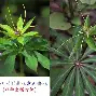 叶梓萱吴彦堃 叶梓萱吴彦堃合唱 叶梓萱吴彦堃 叶梓萱吴彦堃合唱