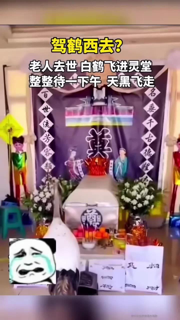 官方回应灵堂飞来仙鹤 灵堂飞来鸟是什么预兆 官方回应灵堂飞来仙鹤 灵堂飞来鸟是什么预兆
