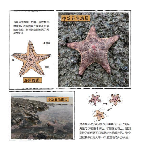 关于海星的材料 关于海星的科普常识 关于海星的材料 关于海星的科普常识