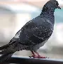 鸽宝赵小磊录音 鸽宝赵小磊录音完整版阿哲回应