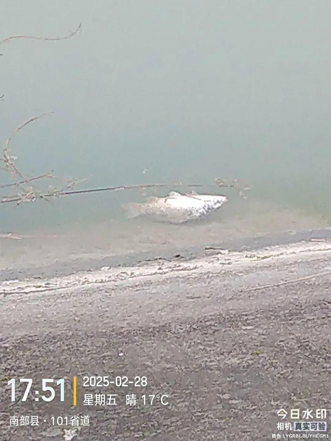 南宁捡死鱼事件 南宁捡死鱼事件最新停顿 