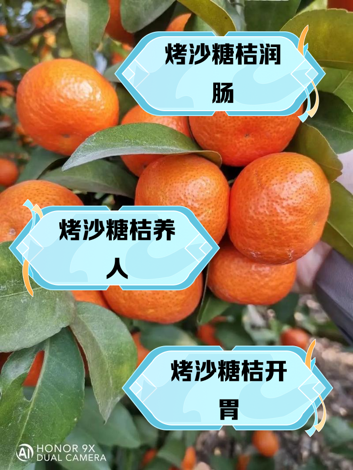 沙糖桔什么梗 沙糖桔炫是什么梗 沙糖桔什么梗 沙糖桔炫是什么梗